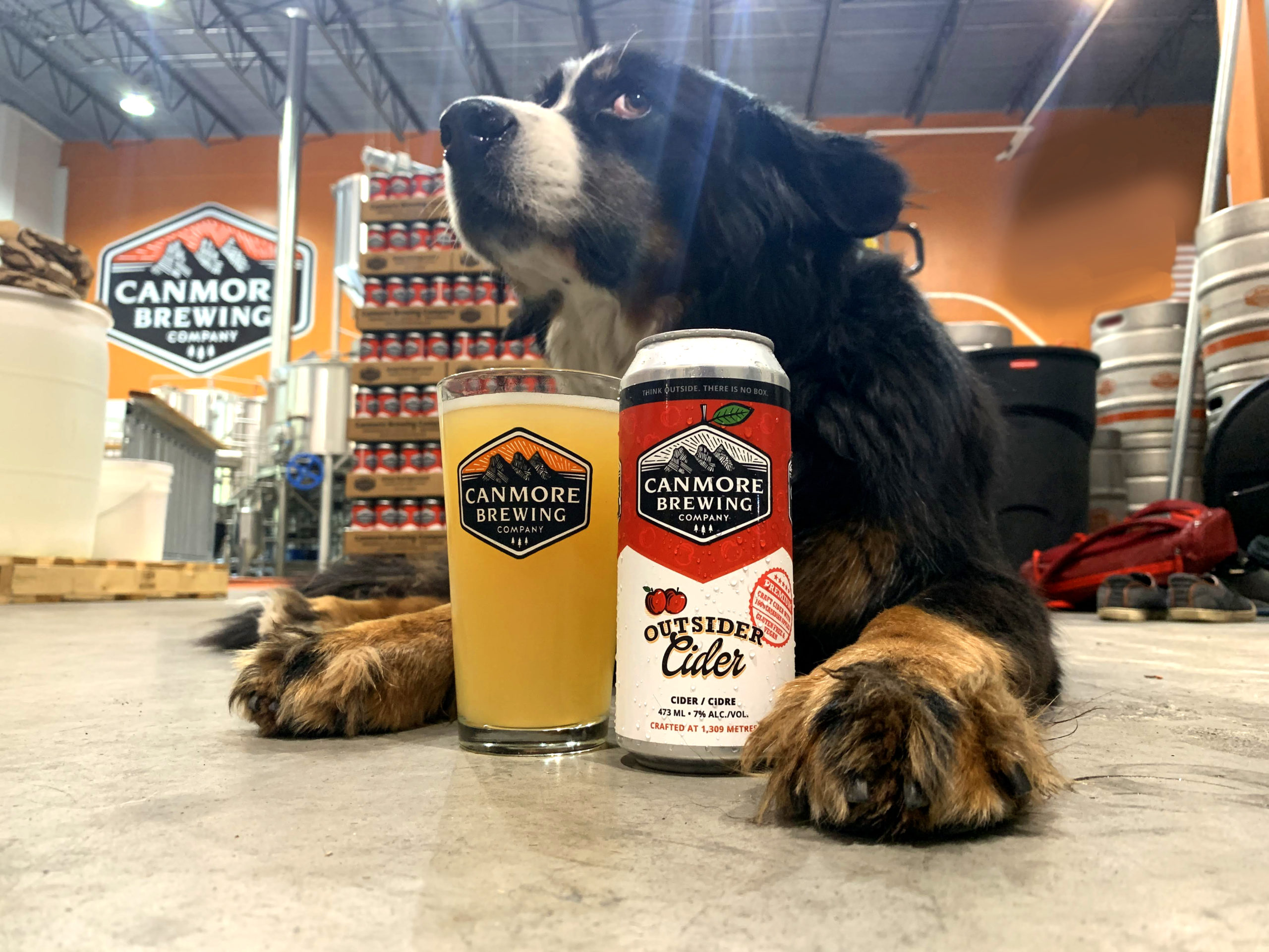 Canmore Brewing Pint Can and dog